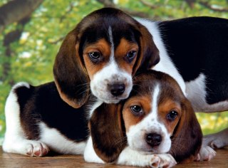 Puzzle 500el. | Blisko siebie