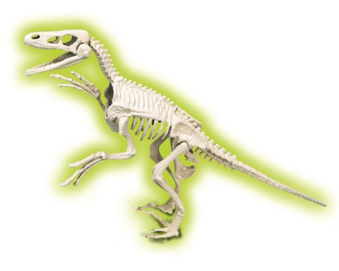 Welociraptor | Skamieniałości Welociraptor | Skamieniałości