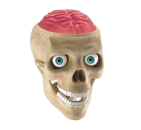 Anatomia | Naukowa zabawa Anatomia | Naukowa zabawa