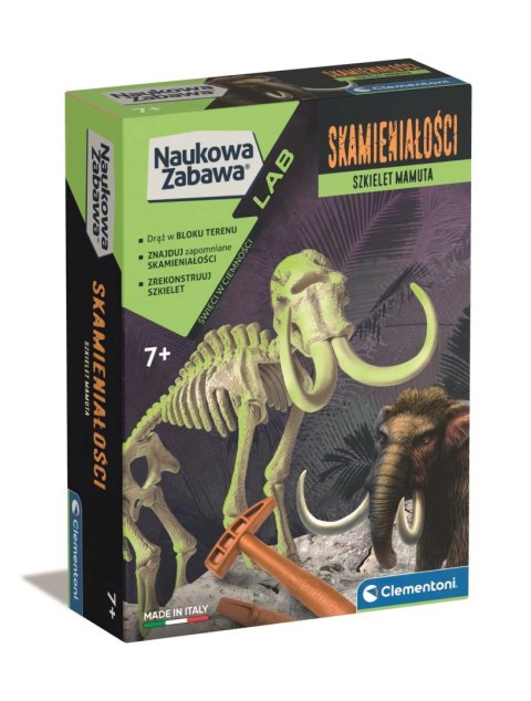 Mamut | Skamieniałości Mamut | Skamieniałości