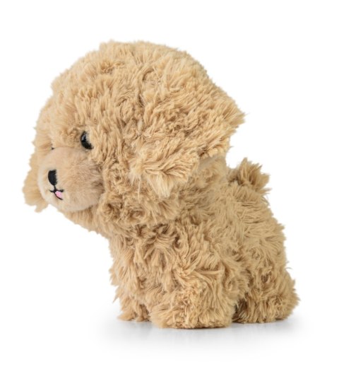 Teddy Pets - Maskotka Golden Poodle