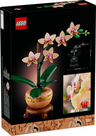 10343 | Mała Orchidea