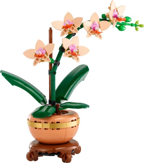 10343 | Mała Orchidea