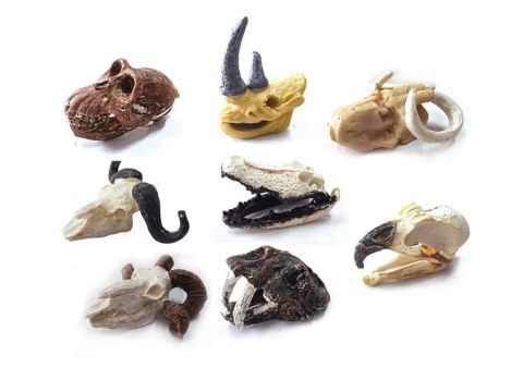 Zestaw archeologiczny Wykop niespodziankę skamieniałe CZASZKI ZA5754